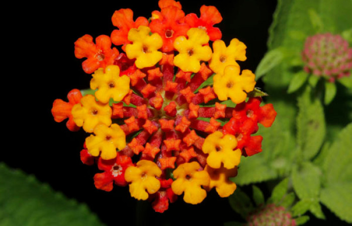 Figura 14. Flor de Planta Hospedera (Verbenaceae) <i>Lantana camara</i></i> de <i>Lintneria merops</i></i> (Sphingidae). Quebrada Garcia. Foto. Gloria Sihezar. Noviembre 2020.
