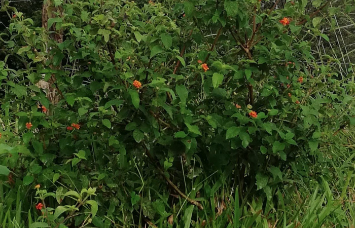 Figura 13. Planta Hospedera (Verbenaceae) <i>Lantana camara</i></i> de <i>Lintneria merops</i></i> (Sphingidae). Quebrada Garcia. Foto. Gloria Sihezar. Noviembre 2020.
