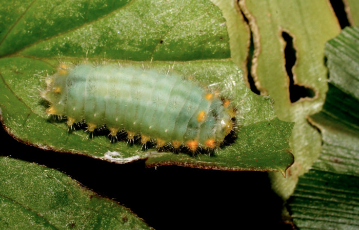 Fig.10 Larva <i>Emesis tenedia</i></i>, mostrando la parte lateral entero, se alimenta <i>Clematis dioica</i></i>. familia (Ranunculaceae). Voucher: 10-SRNP-35628-DHJ477497.jpg.