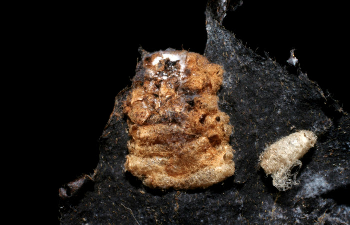 Fig.13 Capullo de la familia Braconidae, <i>Parapanteles</i></i> Whitfield12, parásito del Riodinidae, <i>Emesis cypria</i></i>, se alimenta <i>Clematis haenkeana</i></i>. familia (Ranunculaceae). Voucher: 06-SRNP-7678-DHJ424706.jpg.