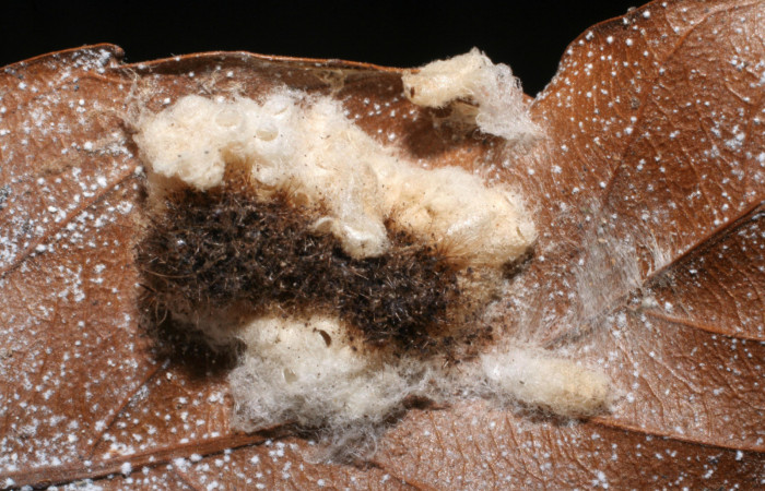 Fig.14 Capullo de la familia Braconidae, <i>Parapanteles</i></i> Whitfield12, parásito del Riodinidae, <i>Emesis cypria</i></i>, se alimenta <i>Clematis haenkeana</i></i>. familia (Ranunculaceae). Voucher: 06-SRNP-7678-DHJ424706.jpg.