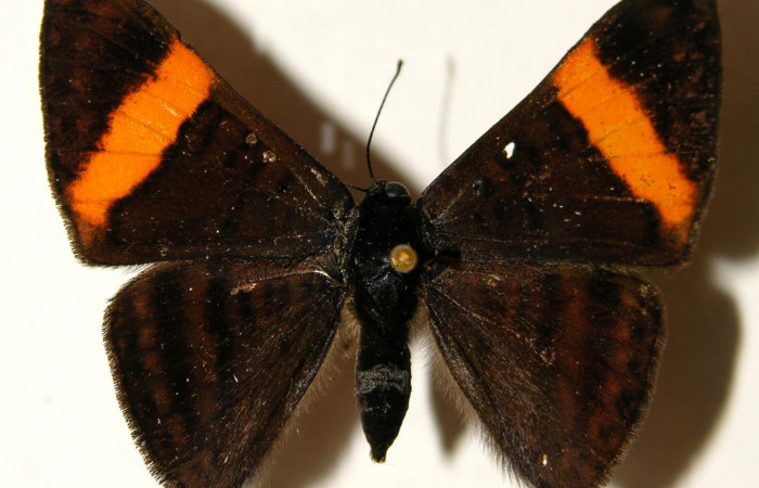 Fig.1 Adulto <i>Emesis cypria</i></i>, mostrando la parte dorsal.Voucher: 02-SRNP-23029-DHJ91930.