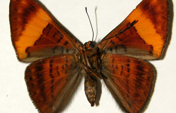 Fig.2 Adulto <i>Emesis cypria</i></i>, mostrando la parte ventral.Voucher: 02-SRNP-23029-DHJ91931.