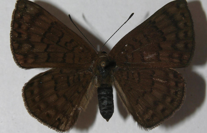 Fig.3 Adulto <i>Emesis ocypore</i></i>, mostrando la parte dorsal.Voucher: 11-SRNP-4594-DHJ555658.