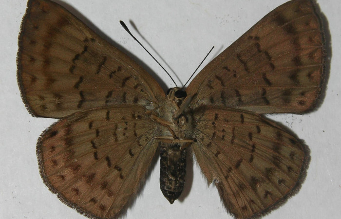 Fig.4 Adulto <i>Emesis ocypore</i></i>, mostrando la parte ventral.Voucher: 11-SRNP-4594-DHJ555659.