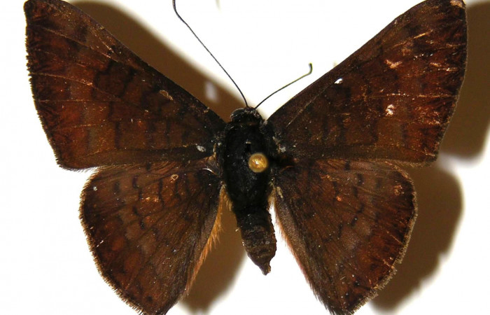 Fig.5 Adulto <i>Emesis tenedia</i></i>, mostrando la parte dorsal.Voucher: 02-SRNP-9052-DHJ304018.