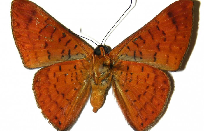 Fig.6 Adulto <i>Emesis tenedia</i></i>, mostrando la parte ventral.Voucher: 02-SRNP-9052-DHJ304019.