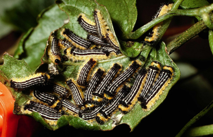 Fig.7 Larva <i>Emesis cypria</i></i>, mostrando la parte dorsal entero.Voucher: 02-SRNP-23006-DHJ69125.jpg.