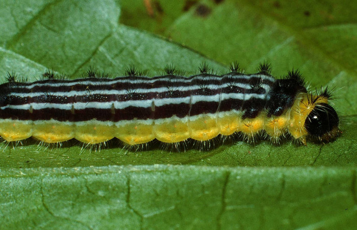 Fig.8 Larva <i>Emesis cypria</i></i>, mostrando la parte lateral entero.Voucher: 02-SRNP-23007-DHJ68532.jpg.