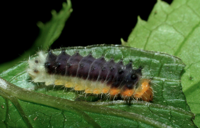 Fig.9 Larva <i>Emesis ocypore</i></i>, mostrando la parte lateral entero, se alimenta <i>Clematis haenkeana</i></i>. familia (Ranunculaceae). Voucher: 09-SRNP-2600-DHJ454415.jpg.