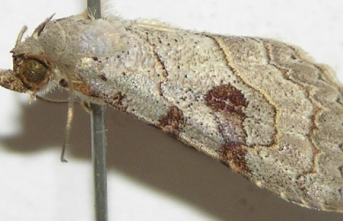 Fig.1 Adulto <i>Antiblemma</i></i> Poole31  parte lateral mostrando característica de la familia  Erebidae.  Voucher: 08-SRNP-30523-DHJ397631.jpg