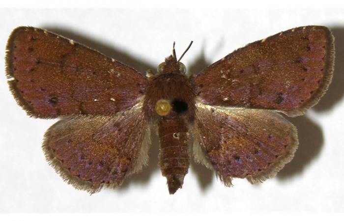 Fig.2  Adulto <i>Antiblemma</i></i> Poole22  dorsal. Hembra. Voucher: 02-SRNP-9994-DHJ317602.jpg