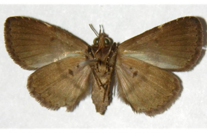 Fig.3 Adulto <i>Antiblemma</i></i> Poole22  ventral. Hembra. Voucher: 02-SRNP-9994-DHJ317603.jpg