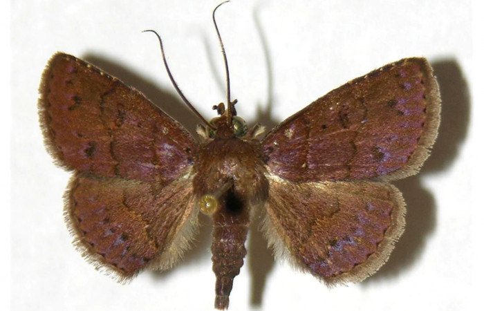 Fig.4  Adulto <i>Antiblemma</i></i> Poole22  dorsal. Macho. Voucher: 02-SRNP-9995-DHJ317598.jpg