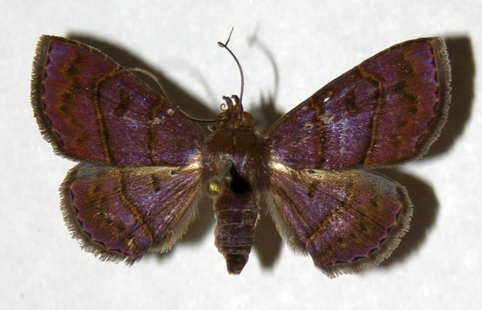 Fig.6  Adulto <i>Antiblemma herilis</i></i>  presentando comparación entre especies, vista dorsal. Hembra. Voucher: 04-SRNP-55284-DHJ322114.jpg