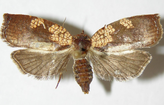 Figura 3. Adulto de <i>Aesiocopa necrofolia</i></i> (hembra), vista
dorsal. (00-SRNP-14022-DHJ339174).