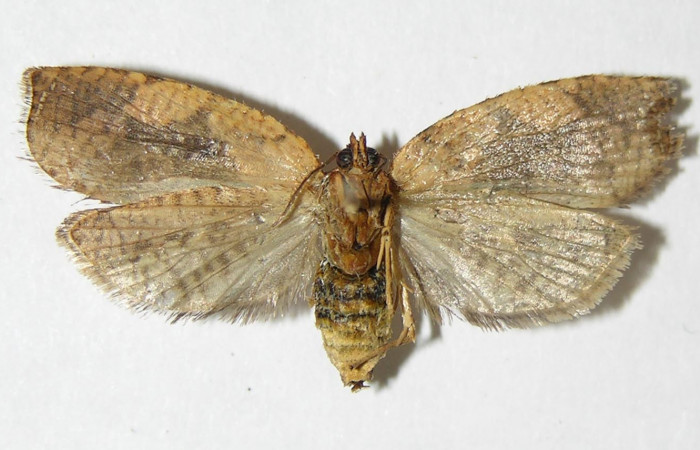 Figura 4. Adulto de <i>Aesiocopa</i></i> necrofoliaDHJ02 (hembra), vista ventral. (05-SRNP-1835-DHJ339173).