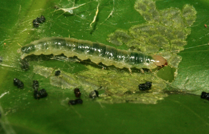 Figura 12. Larva [I]Aesiocopa[/I] necrofoliaDHJ02, Tortricidae, vista lateral. (10-SRNP-2491-
DHJ470680).
