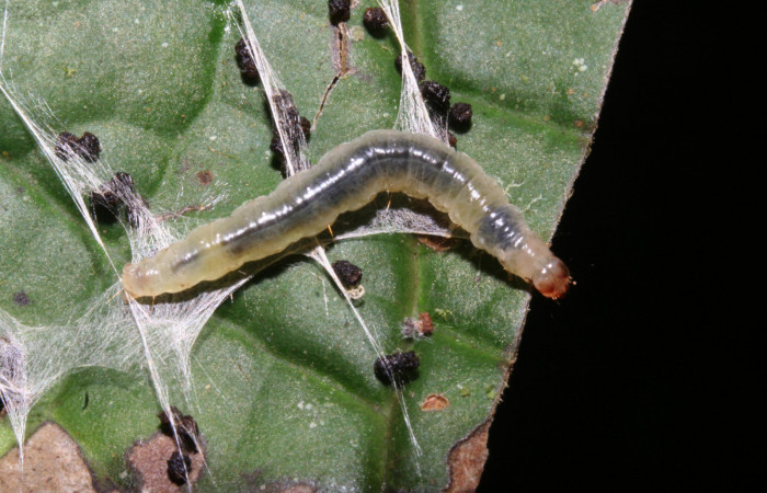 Figura 11. Larva <i>Aesiocopa</i></i> necrofoliaDHJ02, Tortricidae, vista dorsal. (11-SRNP-44720-
DHJ489056).