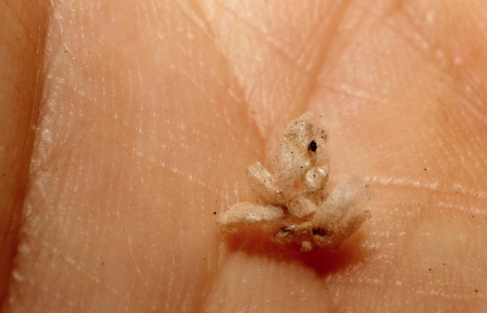 Figura 14. Capullos de la familia Braconidae, [I]Apanteles
anapiedrae[/I], parásito que ataca a la larva [I]Aesiocopa necrofolia[/I]. (12-SRNP-1523-DHJ801006).