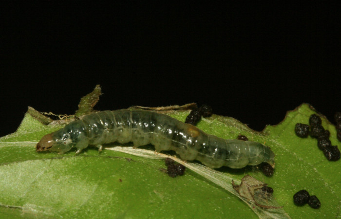Figura 10. Larva <i>Aesiocopa</i></i> necrofoliaDHJ01,
Tortricidae, vista lateral. (12-SRNP-325-
DHJ487063).
