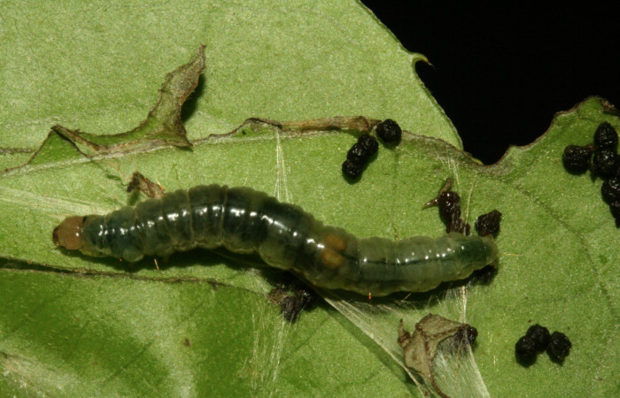 Figura 9. Larva <i>Aesiocopa</i></i> necrofoliaDHJ01, Tortricidae, vista dorsal. (12-SRNP-325-DHJ487064).