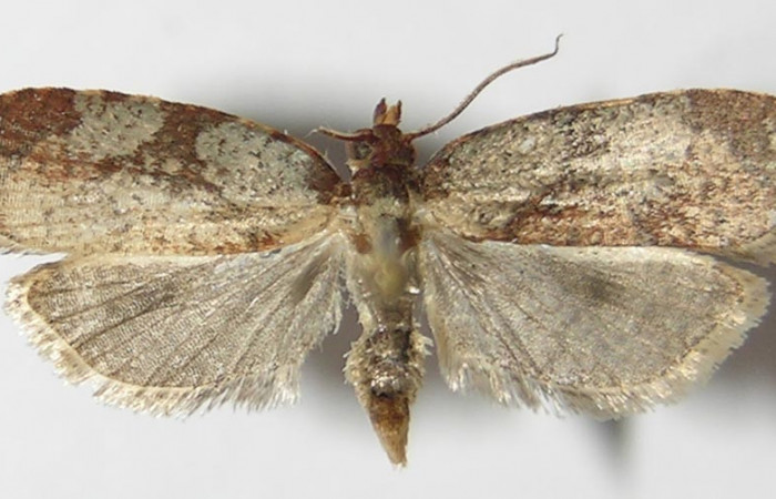 Figura 1. Adulto de <i>Aesiocopa</i></i>
necrofoliaDHJ02 (macho), vista dorsal. (13-
SRNP-4020-DHJ573324).