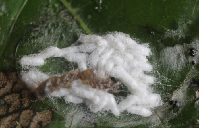 Figura 13. Capullos de la familia Braconidae, [I]Apanteles
anapiedrae[/I], parásito que ataca a la larva [I]Aesiocopa necrofolia[/I].
(15-SRNP-86-DHJ487682).