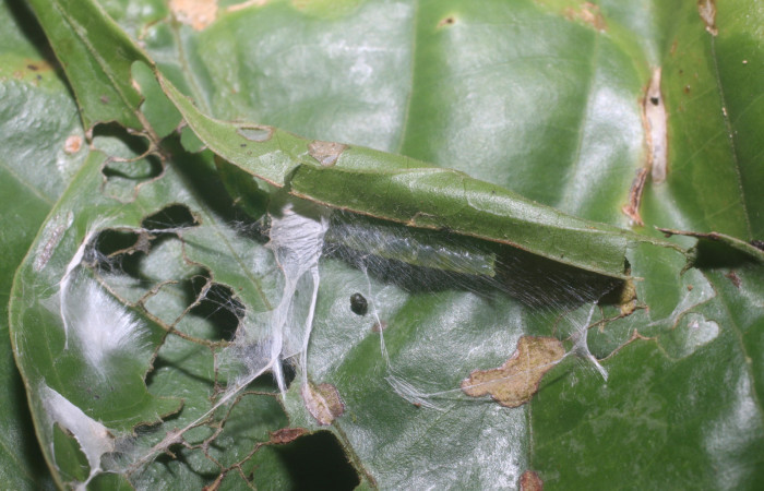 Figura 6. Detalle casita Larva <i>Aesiocopa
necrofolia</i></i>, Tortricidae, vista lateral. (18-
SRNP-80368-DHJ714826).