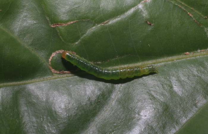 Figura 5. Larva <i>Aesiocopa necrofolia</i></i>,
Tortricidae, vista dorsal. (18-SRNP-80368-
DHJ714828).