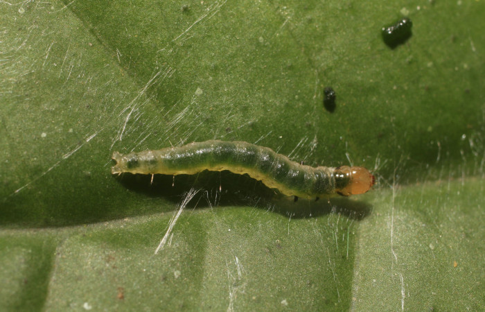 Figura 7. Larva <i>Aesiocopa necrofolia</i></i>, Tortricidae, vista dorsal. (18-SRNP-80776-DHJ715550).