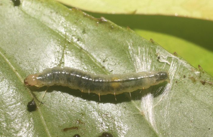 Figura 8. Larva <i>Aesiocopa necrofolia</i></i>, Tortricidae, detalle de la casita. (18-SRNP-80812-
DHJ715617).