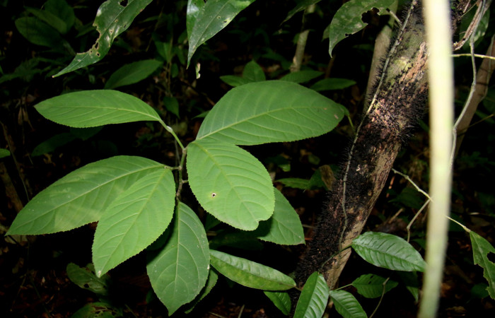 Figura 17. planta hospedera de <i>Aesiocopa necrofolia</i></i> de la familia, Tortricidae <i>Calatola costaricensis</i></i>, de la familia (Metteniusaceae) Esta planta es la preferida que se alimenta esta especie de <i>Aesiocopa necrofolia</i></i>, Foto, Minor Carmona Bonilla, 11/ 11 / 2020.