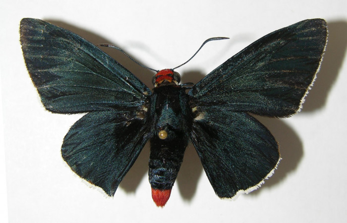 Figura 9. Adulto de <i>Pyrrhopyge zenodorus</i></i> (Hesperiidae), hembra vista dorsal, localidad Vado Rio Cucaracho, Sector San Cristóbal ACG (640m). Voucher: 00-SRNP-11309-DHJ340906.jpg.