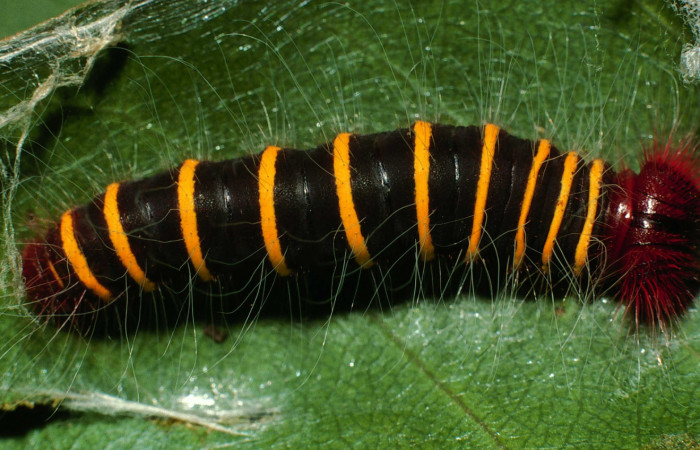 Figura 6. Larva <i>Pyrrhopyge zenodorus</i></i> (Hesperiidae), penúltimo estadío (PU) vista dorsal, localidad Camino Rio Francia, Sector Rincón Rain Forest ACG (410m). Voucher: 01-SRNP-5442-DHJ63384.jpg.
