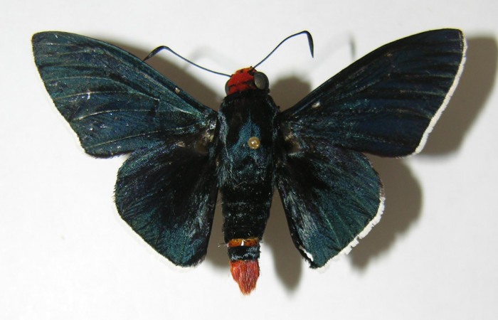 Figura 11. Adulto de <i>Pyrrhopyge zenodorus</i></i> (Hesperiidae), macho vista dorsal, localidad Bosque Aguirre, Sector Del Oro ACG (620m). Voucher: 02-SRNP-14950-DHJ340926.jpg.