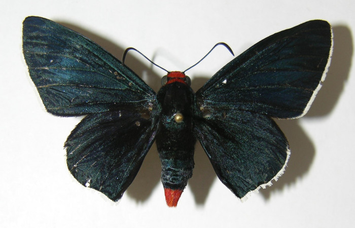 Figura 1. Adulto de <i>Pyrrhopyge zenodorus</i></i> (Hesperiidae), vista dorsal, localidad Pasmompa, Sector Pitilla ACG (440m). Voucher: 02-SRNP-15035-DHJ340920.jpg.