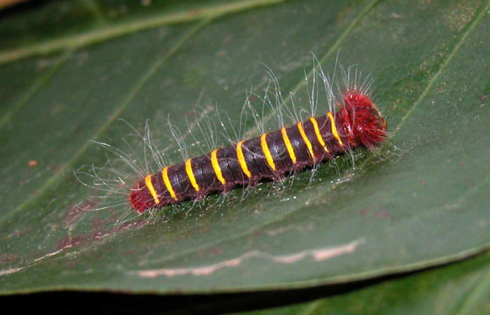 Figura 5. Larva <i>Pyrrhopyge zenodorus</i></i> (Hesperiidae), tercer estadío (PPU) vista lateral, localidad Quebrada Oro, Sector Del Oro ACG (290m). Voucher: 03-SRNP-1790-DHJ400055.jpg.