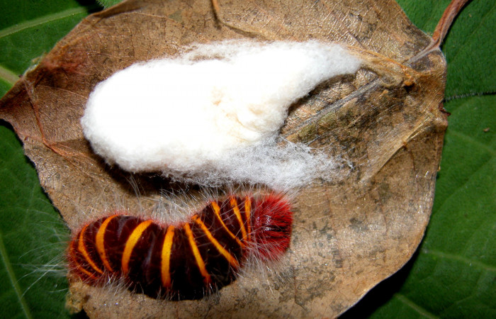 Figura 13. Larva <i>Pyrrhopyge zenodorus</i></i> (Hesperiidae), vista capullos de parásitos <i>Apanteles eldarayae</i></i> (Braconidae), localidad Sendero Rincón, Sector Rincón Rain Forest ACG (430m). Voucher: 04-SRNP-41834-DHJ401669.jpg.