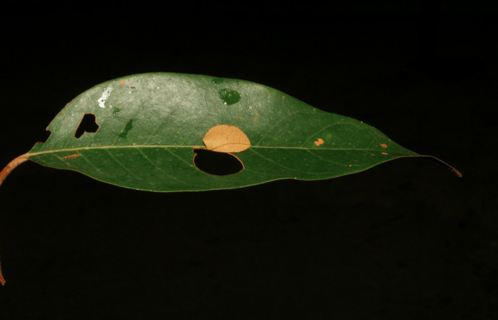 Figura 2. Casita de <i>Pyrrhopyge zenodorus</i></i> (Hesperiidae), vista dorsal, localidad Rio Areno, Sector San Cristóbal ACG (460m). Voucher: 06-SRNP-115-DHJ409375.jpg.