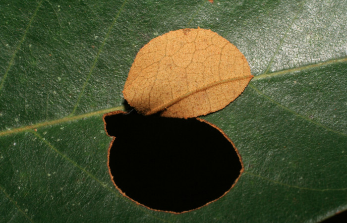 Figura 3. Casita de <i>Pyrrhopyge zenodorus</i></i> (Hesperiidae), vista dorsal, localidad Rio Areno, Sector San Cristóbal ACG (460m). Voucher: 06-SRNP-115-DHJ409378.jpg.