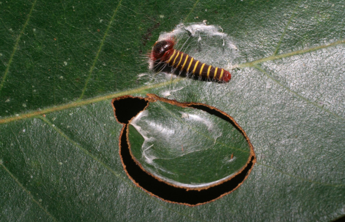 Figura 4. Larva <i>Pyrrhopyge zenodorus</i></i> (Hesperiidae), segundo estadío (II) vista dorsal, localidad Rio Areno, Sector San Cristóbal ACG (460m). Voucher: 06-SRNP-115-DHJ409379.jpg.