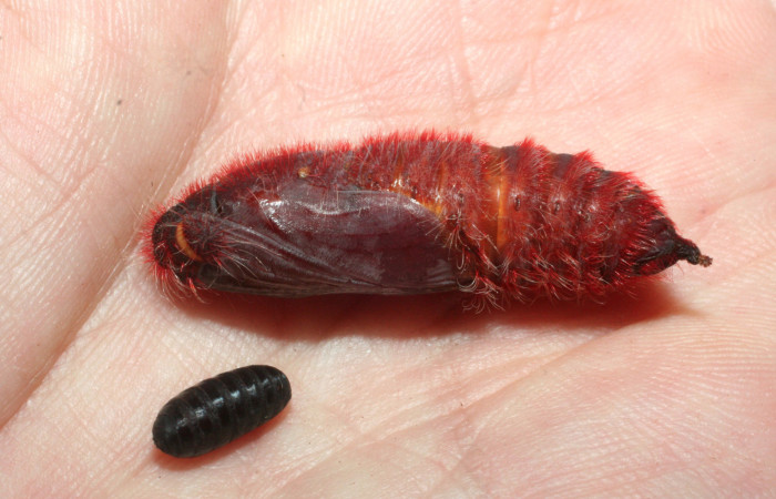 Figura 14. Pupario de parásito <i>Houghia longicercus</i></i> (Tachinidae) que salió de pupa de larva <i>Pyrrhopyge zenodorus</i></i> (Hesperiidae), localidad Cañita, Estación Biológica Quica Sector Pitilla ACG (480m). Voucher: 09-SRNP-70661-DHJ457464.jpg.