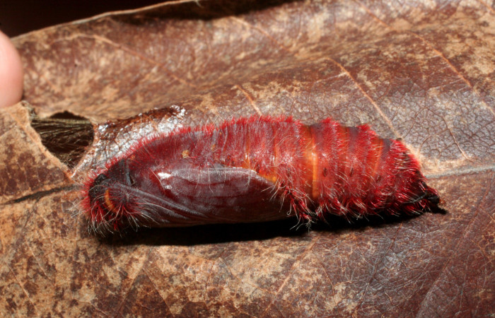 Figura 8. Pupa de <i>Pyrrhopyge zenodorus</i></i> (Hesperiidae), vista dorsal, localidad Cañita, Estación Biológica Quica Sector Pitilla ACG (480m). Voucher: 09-SRNP-70661-DHJ457481.jpg.