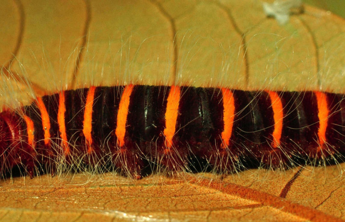 Figura 7. Larva <i>Pyrrhopyge zenodorus</i></i> (Hesperiidae), último estadío (U) vista lateral, localidad Finca Araya, Sector El Hacha ACG (295m). Voucher: 97-SRNP-4061-DHJ42281.jpg.