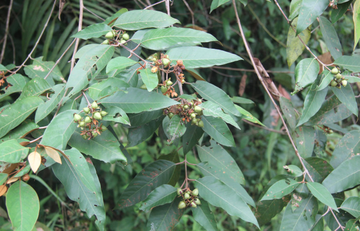 Figura 16. Planta hospedera de <i>Pyrrhopyge zenodorus</i></i> (Hesperiidae), esta planta se llama <i>Vismia baccifera</i></i> (Hypericaceae), vista frutos, localidad Bullas, Estación Biológica Quica Sector Pitilla ACG (440m).