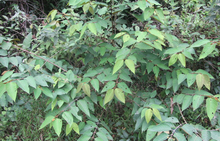Figura 15. Planta hospedera de <i>Pyrrhopyge zenodorus</i></i> (Hesperiidae), esta planta se llama <i>Vismia baccifera</i></i> (Hypericaceae), localidad Bullas, Estación Biológica Quica Sector Pitilla ACG (440m).