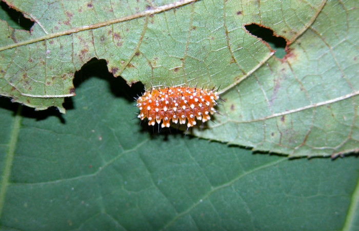 Figura 2. Larva <i>Aidos perfusa admiranda</i></i> (Aididae), tercer estadío (PPU) vista dorsal, localidad Conguera, Sector Rincón Rain Forest ACG (420m). Voucher: 04-SRNP-42366-DHJ401718.jpg.