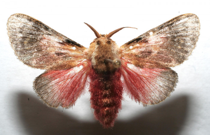 Figura 6. Adulto de <i>Aidos perfusa admiranda</i></i> (Aididae), macho vista dorsal, localidad Quebradona Estación Biológica Quica, Sector Pitilla ACG (475m). Voucher: 07-SRNP-100673-DHJ610637.jpg.