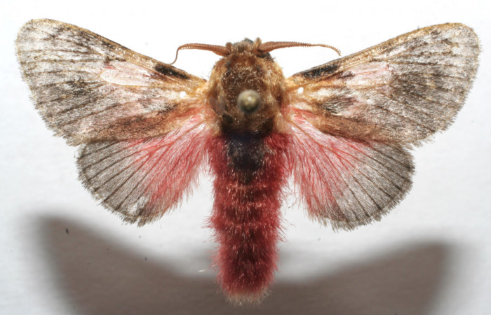 Figura 7. Adulto de <i>Aidos perfusa admiranda</i></i> (Aididae), macho vista ventral, localidad Quebradona Estación Biológica Quica, Sector Pitilla ACG (475m). Voucher: 07-SRNP-105652-DHJ615616.jpg.